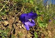 22 Campanula di Scheuchzer (Campanula scheuchzeri)